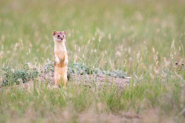 Uzun kuyruklu gelincik bozkırda
