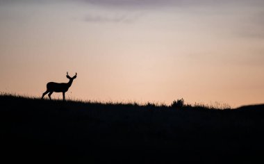 Gün batımında Buck silueti