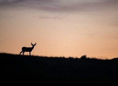 Gün batımında Buck silueti