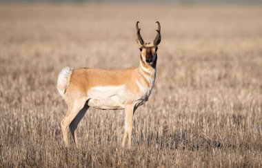 Kanada bozkırlarında bir at.