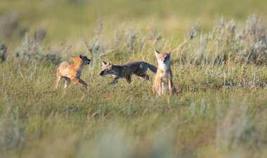 Vahşi doğada nesli tükenmekte olan hızlı tilki