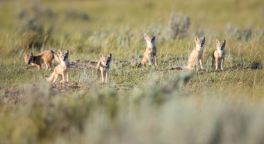 Vahşi doğada nesli tükenmekte olan hızlı tilki
