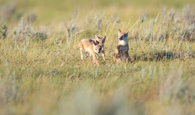 Vahşi doğada nesli tükenmekte olan hızlı tilki