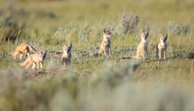 Vahşi doğada nesli tükenmekte olan hızlı tilki