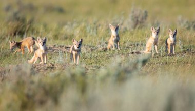 Vahşi doğada nesli tükenmekte olan hızlı tilki