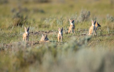 Vahşi doğada nesli tükenmekte olan hızlı tilki