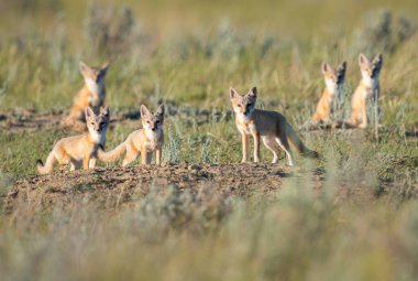 Vahşi doğada nesli tükenmekte olan hızlı tilki