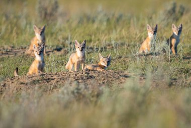 Vahşi doğada nesli tükenmekte olan hızlı tilki
