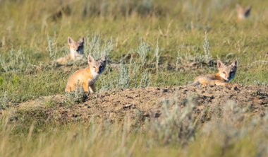 Vahşi doğada nesli tükenmekte olan hızlı tilki
