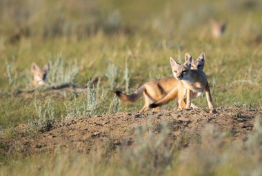 Vahşi doğada nesli tükenmekte olan hızlı tilki