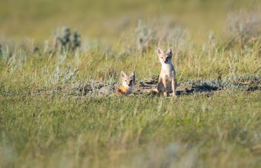 Vahşi doğada nesli tükenmekte olan hızlı tilki