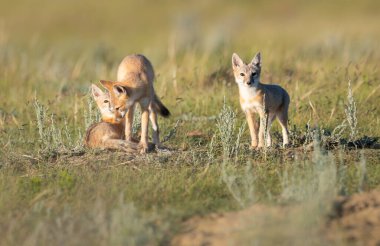 Vahşi doğada nesli tükenmekte olan hızlı tilki