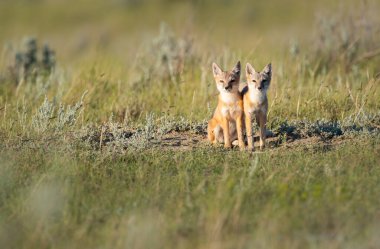 Vahşi doğada nesli tükenmekte olan hızlı tilki