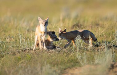 Vahşi doğada nesli tükenmekte olan hızlı tilki