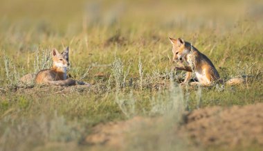 Vahşi doğada nesli tükenmekte olan hızlı tilki