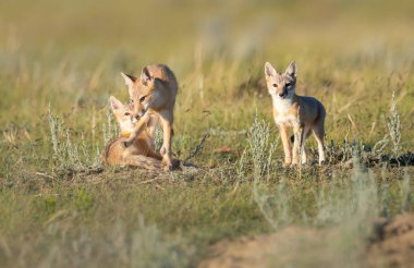 Vahşi doğada nesli tükenmekte olan hızlı tilki