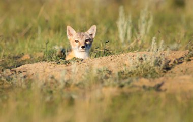 Vahşi doğada nesli tükenmekte olan hızlı tilki