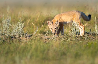 Vahşi doğada nesli tükenmekte olan hızlı tilki