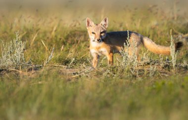Vahşi doğada nesli tükenmekte olan hızlı tilki