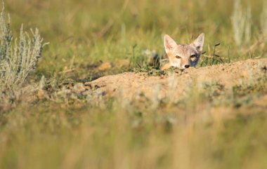 Vahşi doğada nesli tükenmekte olan hızlı tilki