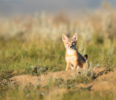 Vahşi doğada nesli tükenmekte olan hızlı tilki