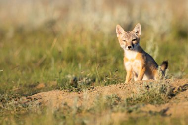 Vahşi doğada nesli tükenmekte olan hızlı tilki