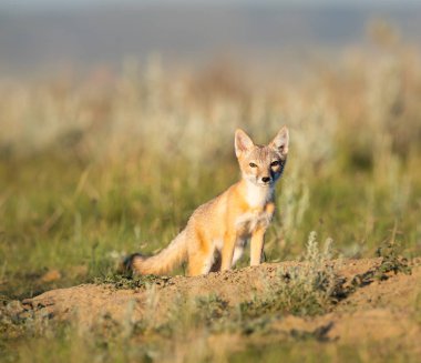 Vahşi doğada nesli tükenmekte olan hızlı tilki