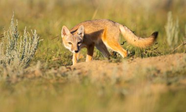 Vahşi doğada nesli tükenmekte olan hızlı tilki