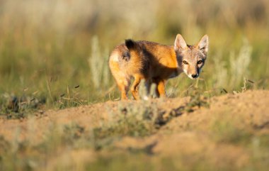 Vahşi doğada nesli tükenmekte olan hızlı tilki