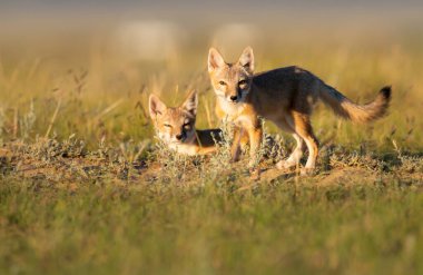 Vahşi doğada nesli tükenmekte olan hızlı tilki