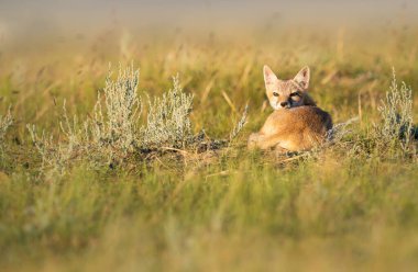 Vahşi doğada nesli tükenmekte olan hızlı tilki