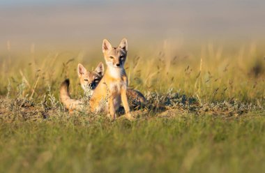 Vahşi doğada nesli tükenmekte olan hızlı tilki