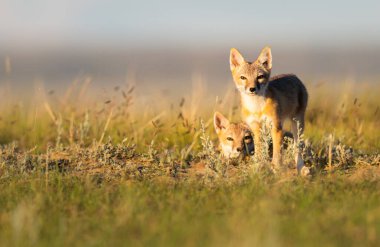 Vahşi doğada nesli tükenmekte olan hızlı tilki
