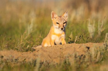 Vahşi doğada nesli tükenmekte olan hızlı tilki