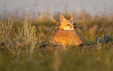 Vahşi doğada nesli tükenmekte olan hızlı tilki
