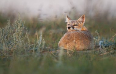 Vahşi doğada nesli tükenmekte olan hızlı tilki