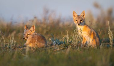 Vahşi doğada nesli tükenmekte olan hızlı tilki