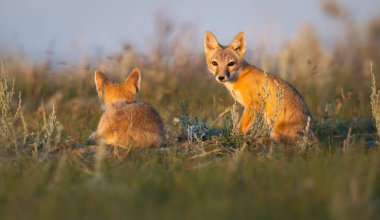 Vahşi doğada nesli tükenmekte olan hızlı tilki