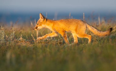 Vahşi doğada nesli tükenmekte olan hızlı tilki
