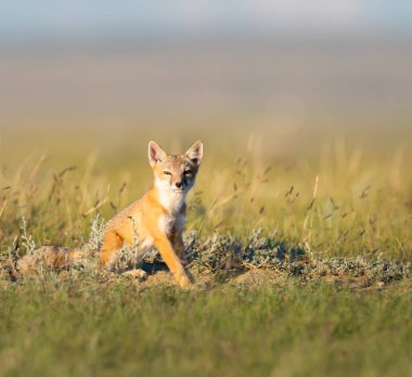 Vahşi doğada nesli tükenmekte olan hızlı tilki