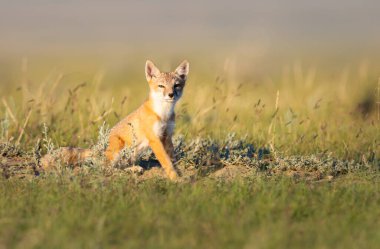 Vahşi doğada nesli tükenmekte olan hızlı tilki