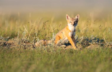 Vahşi doğada nesli tükenmekte olan hızlı tilki