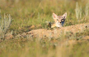 Vahşi doğada nesli tükenmekte olan hızlı tilki