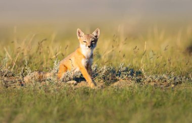 Vahşi doğada nesli tükenmekte olan hızlı tilki