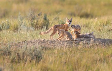 Vahşi doğada nesli tükenmekte olan hızlı tilki