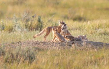 Vahşi doğada nesli tükenmekte olan hızlı tilki