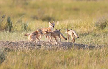 Vahşi doğada nesli tükenmekte olan hızlı tilki