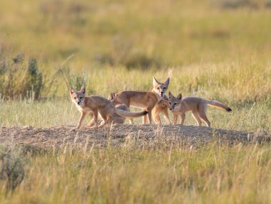 Vahşi doğada nesli tükenmekte olan hızlı tilki
