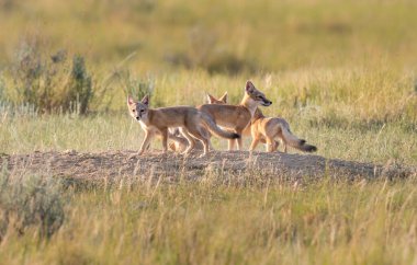 Vahşi doğada nesli tükenmekte olan hızlı tilki