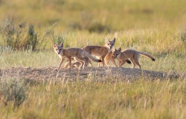 Vahşi doğada nesli tükenmekte olan hızlı tilki